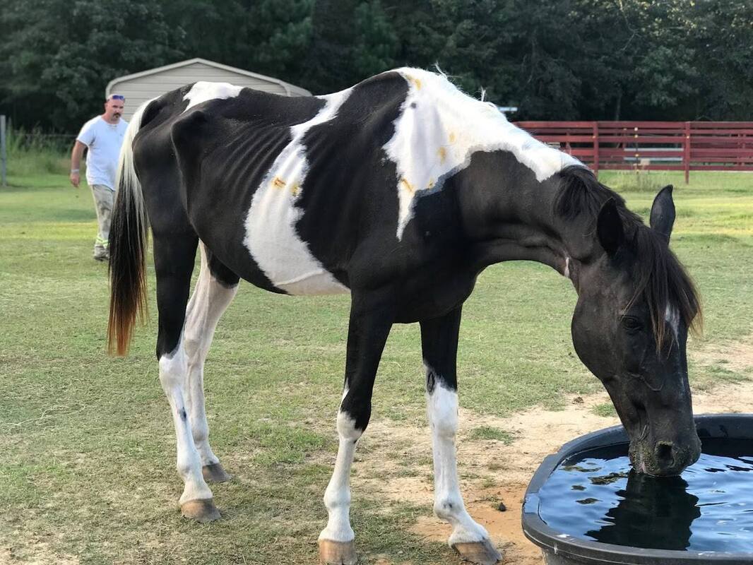 Cash, a black and white pinto gelding, drinking from the water trough. He is very thin, you can see his ribs, his spine and hip bones prominently protruding.