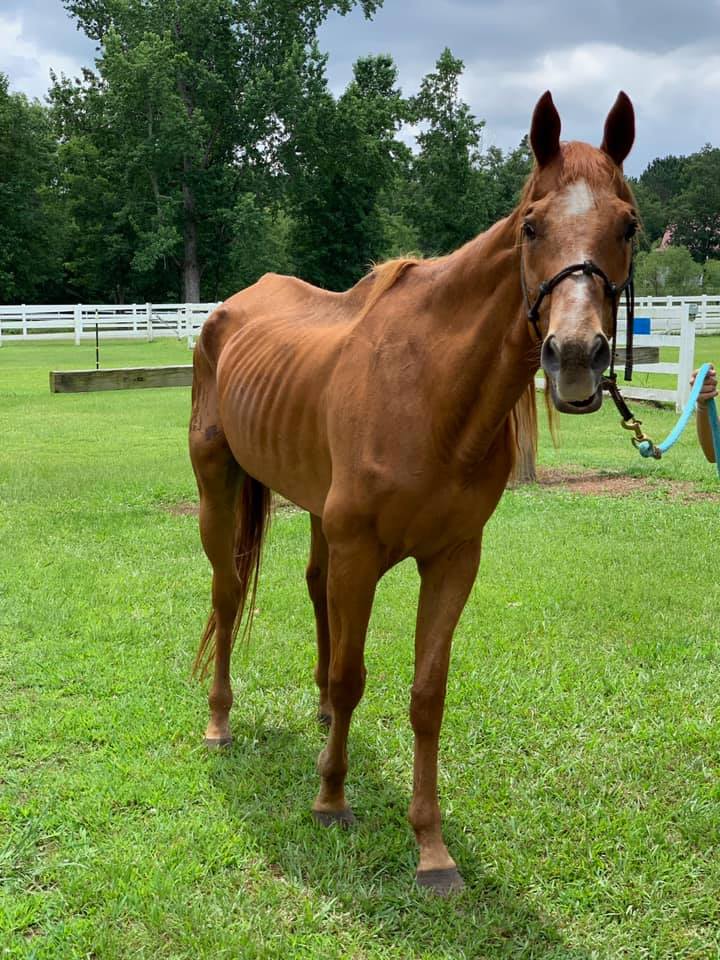 Huckleberry standing outside the barn when he first arrived. He is facing the camera, and from this angle you can see the ridge of his spine and his ribs.