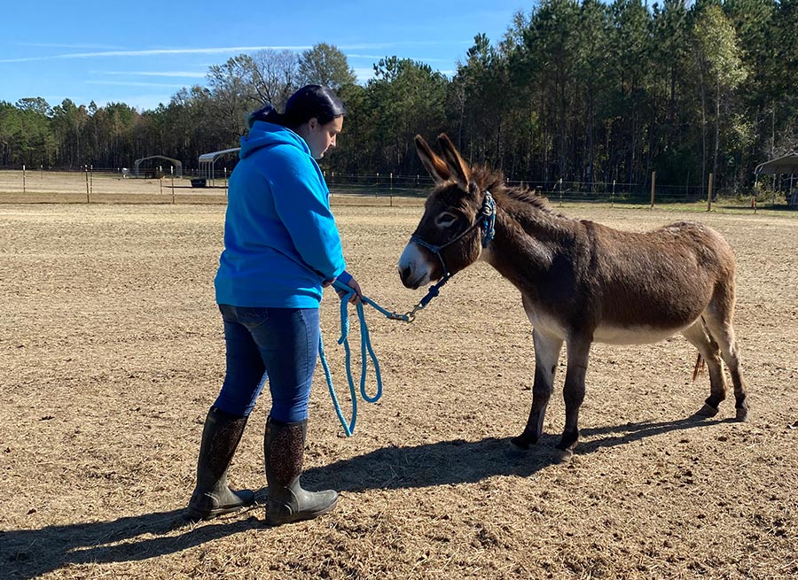 Volunteer Amber working with Peaches on a lead in the pasture.