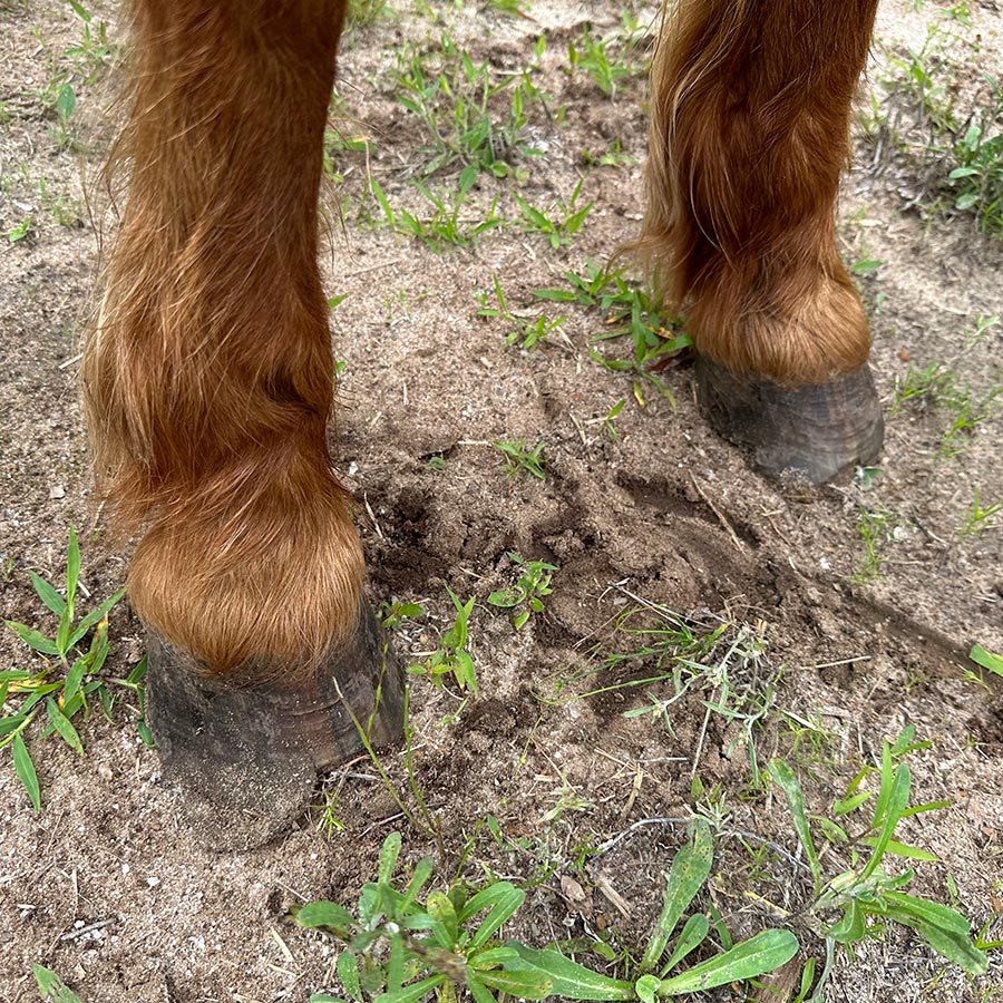 Barnaby's hooves which are cracked and broken.