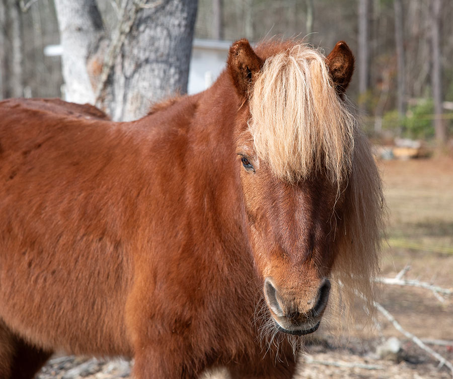 Barnaby, a sorrel pony, stands in the pasture with bare trees in the background. He has a thick winter coat, but you can see that he's filled out to a healthy weight. 