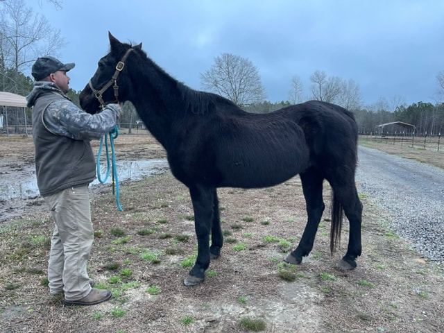 Dakota, a black gelding, viewed from the side to show the state of his topline and ribs.