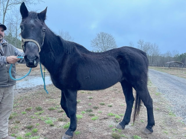 Dakota, a black gelding, viewed from the side to show his body condition.
