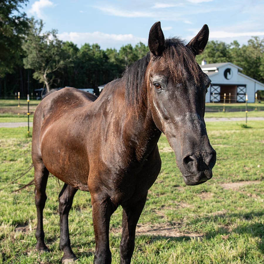 Front view of Dakota in the pasture, with the barn in the background. You can see his flanks and hindquarters have filled out and he has a shiny, healthy coat.