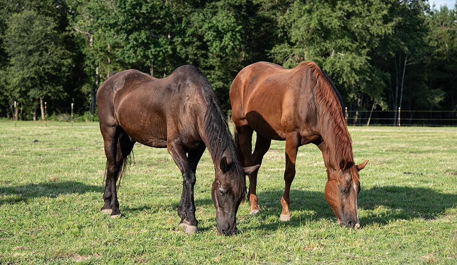 Dakota and Kami, a chestnut mare, grazing together.
