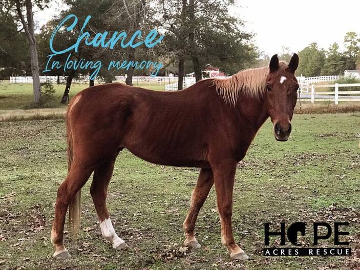 Chance, in loving memory. Image of Chance in the pasture, looking curiously at the camera. 