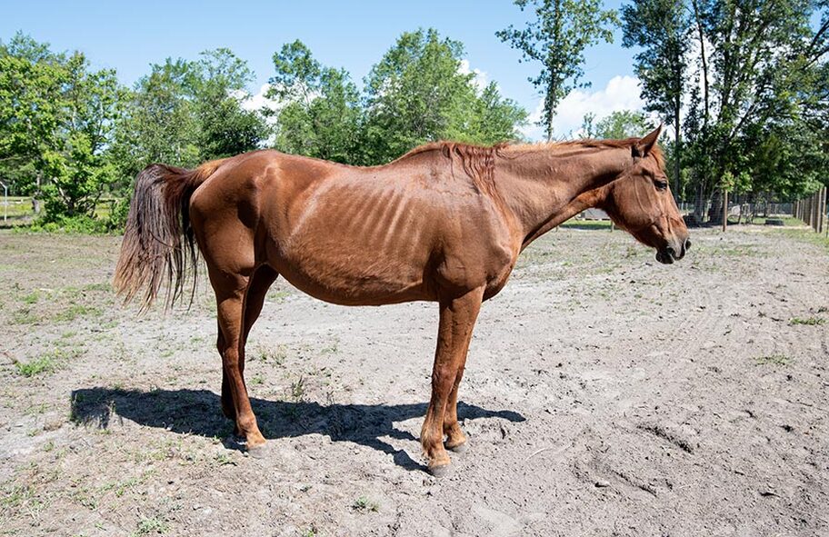 Full side view of Kami during her rehabilitation. Her ribs are still visible, but her topline is no longer prominent, and its apparent that she has put on weight in her flanks and hindquarters, even if she is lacking in some muscle tone.