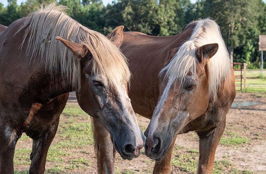 Maci and Jaime, 2 sorrel colored Belgian draft horses, sweetly touching noses in the pasture.