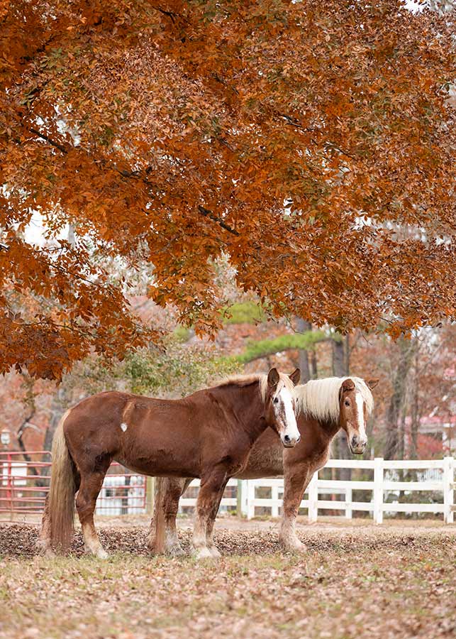 Jaime and Maci, the Belgian mares, stand under a tree full of bright autumn leaves. Photo by Jess Schaer, Schaer Studios