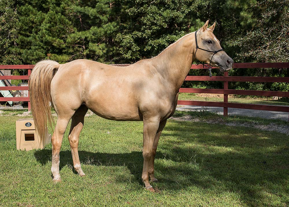 Honey, standing golden in the sun, looking sleek, muscled, and healthy. Her leg is almost completely healed in this picture, with some scarring.