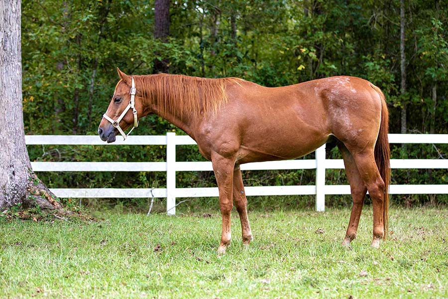 Huck standing in the pasture, viewed from the side so you can see his entire body. Taken in April 2020, this image shows Huck fully fleshed back out, with no visible topline. He looks like a healthy horse again. Photo by Jess Schaer. 