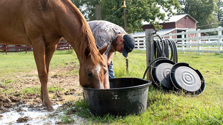 Huck sneaks a drink of water while a volunteer refills his trough