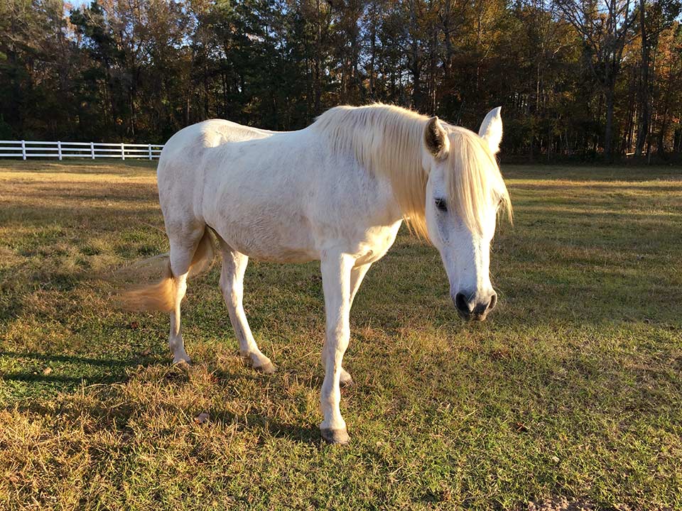 Ivy in the pasture, after she has regained a healthy weight.