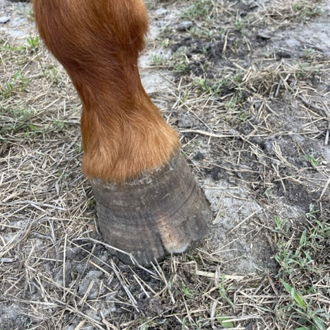 Close up of one of Kami's feet, showing a ragged hoof in bad need of a trim.