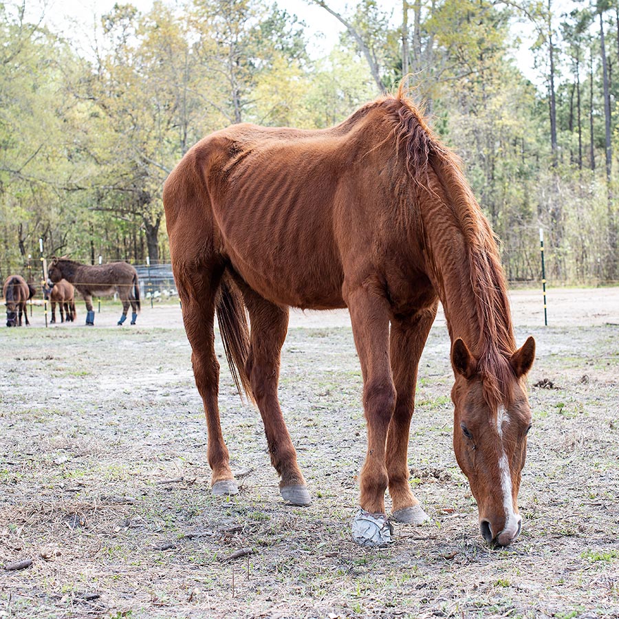 Kami grazing. You can see how prominent her ribs, topline, and pelvic bones are. Her front hoof, which was infected when she was brought in, is wrapped. 