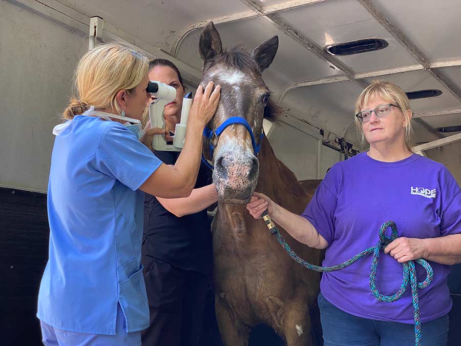 Lady stands in the horse trailer while a veterinary ophthalmologist examines her eye.