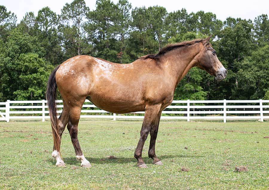 A full side view of Lady, a light bay appaloosa mare with two white socks. 