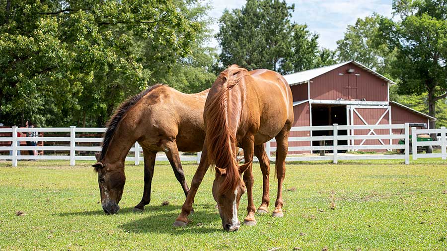 Seneca, a chestnut mare, and Lady, a bay appaloosa, grazing in a green pasture with the red barn in the background.