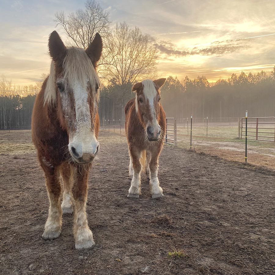 Maci and Jaime standing together in the pasture, facing the camera, with a misty sunrise in the background.