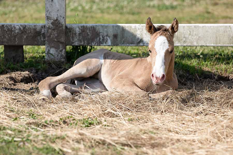 Maya as a foal laying down by the pasture fence. Photo by Jess Schaer.