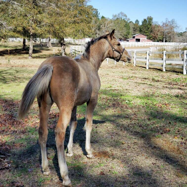 Maya at 7 months old standing in the pasture with her hindquarters to the camera.