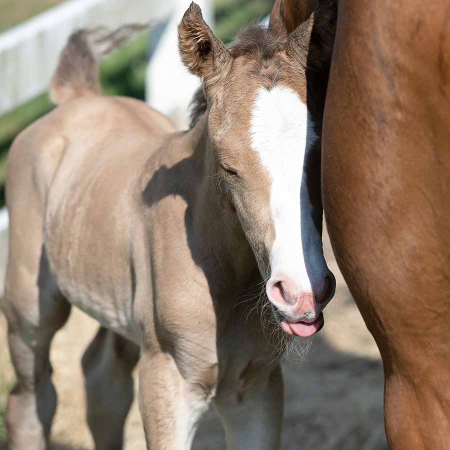 Baby Maya standing next to her mom and sticking her tongue out. Photo by Jess Schaer, Schaer Studios.
