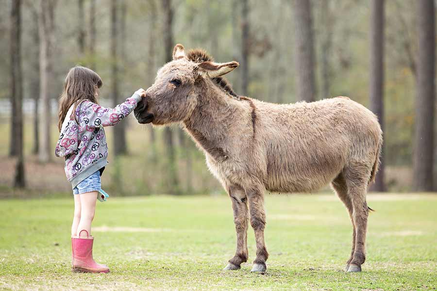 Murphy the donkey getting a pet from a friend. March 2020. H.O.P.E. Acres Rescue, photo by Jess Schaer.