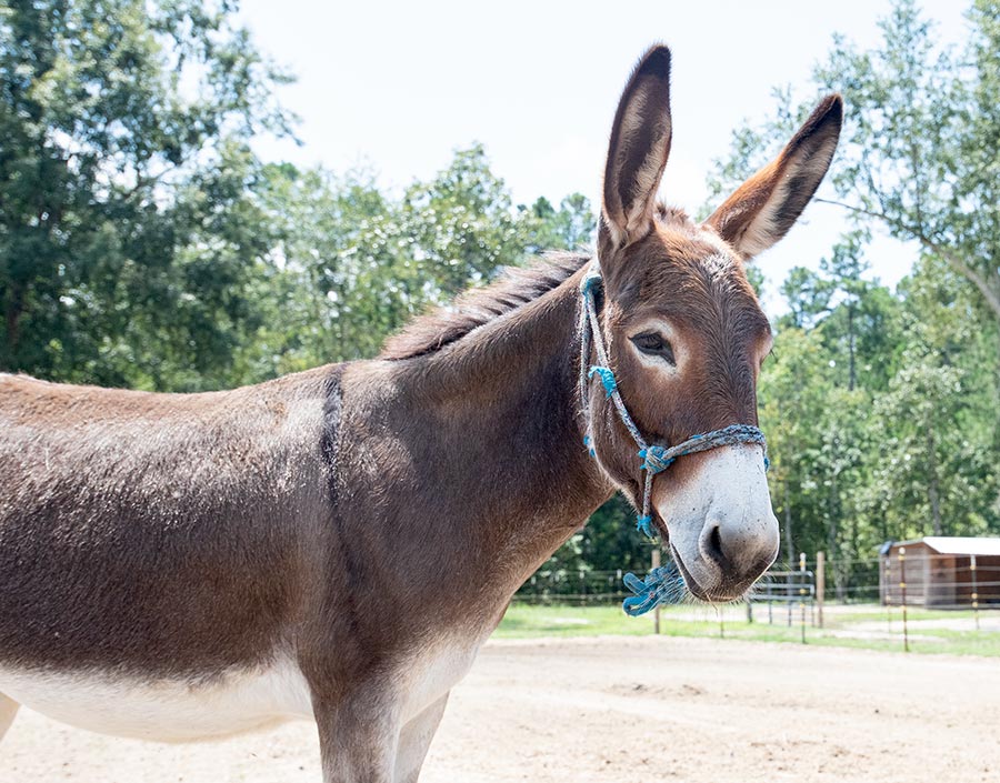 Peaches the donkey with a shiny summer coat. HOPE Acres Rescue