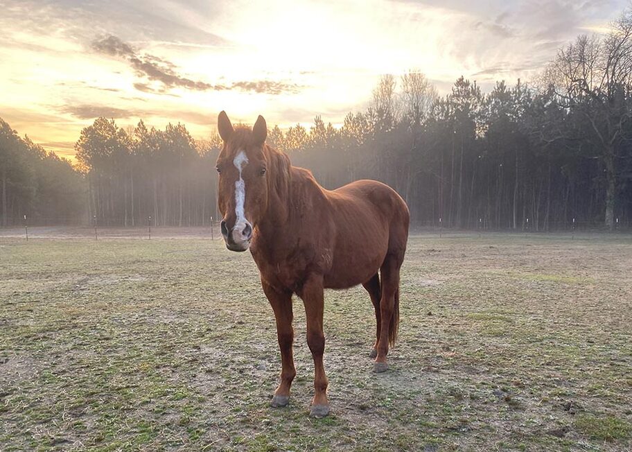 Kami in the pasture looking curiously at the camera with a misty sunrise in the background.
