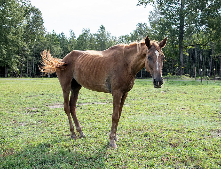 River stands in a green pasture, tail mid-swish, and turned slightly to look at the camera with her ears up. You can still her ribs and the point of her hips, but her flanks have noticeably filled out and her coat is smoother and healthier.