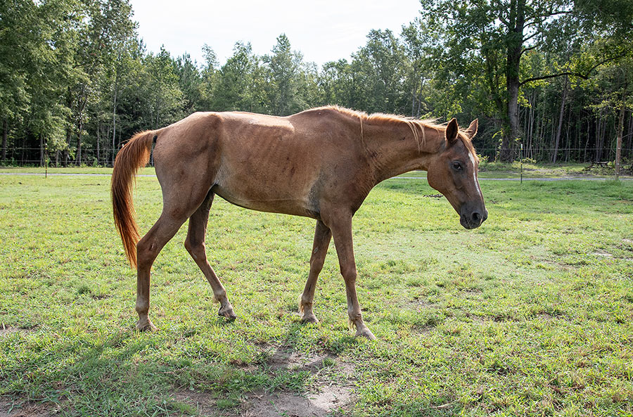 River, viewed from the side as she walks across a green pasture. While her ribs are still visible, her flanks and hindquarters are starting to fill out.