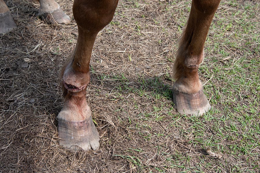 River's front hooves, which are cracked and in bad need of a trim. 