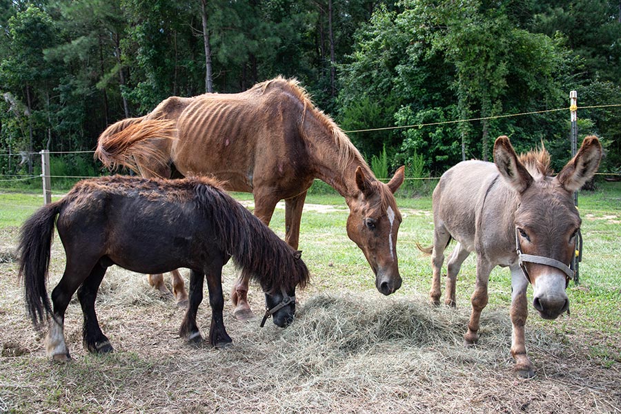 River sharing hay with a mini horse and a mini donkey.