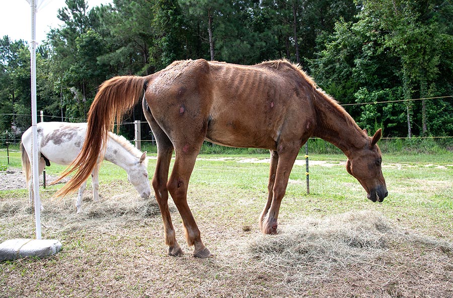 Side view of River, a sorrel mare, as she eats hay. She is emaciated, with ribs showing and a number of sores on her flanks, hindquarters, and legs.