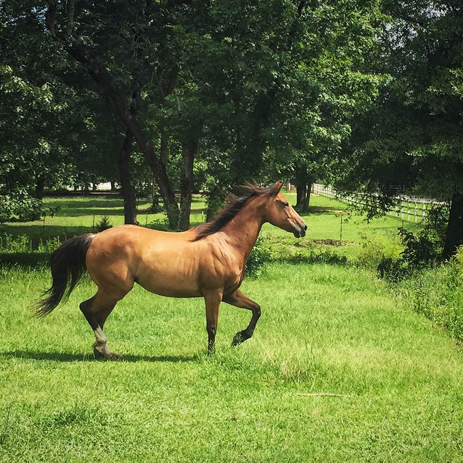 Sasha, a bay mare, prancing in her pasture.