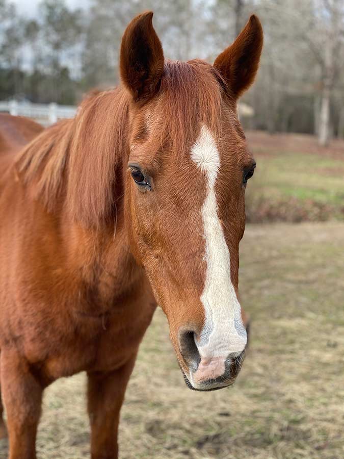 Portrait of Seneca, facing the camera. She is a chestnut mare with a white blaze.