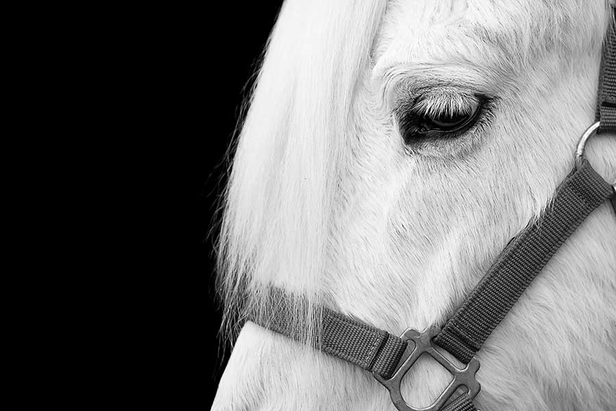 Skye in black and white, close up of his eye. H.O.P.E. Acres Rescue, photo by Jess Schaer