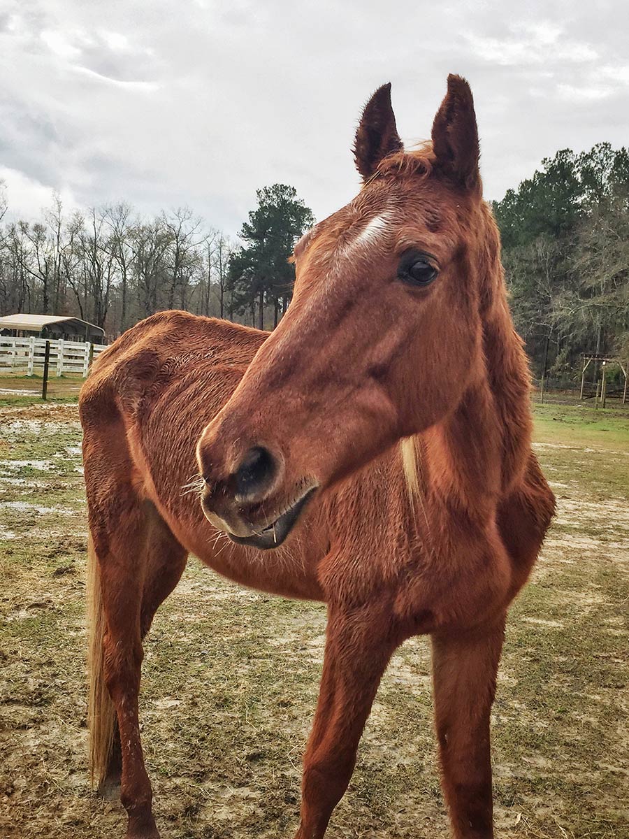 Solomon, a tall chestnut gelding with a rough winter coat, in the pasture with his head turned towards the camera. You can see that he is very thin. His ribs, spine, and hip bones are very prominent.
