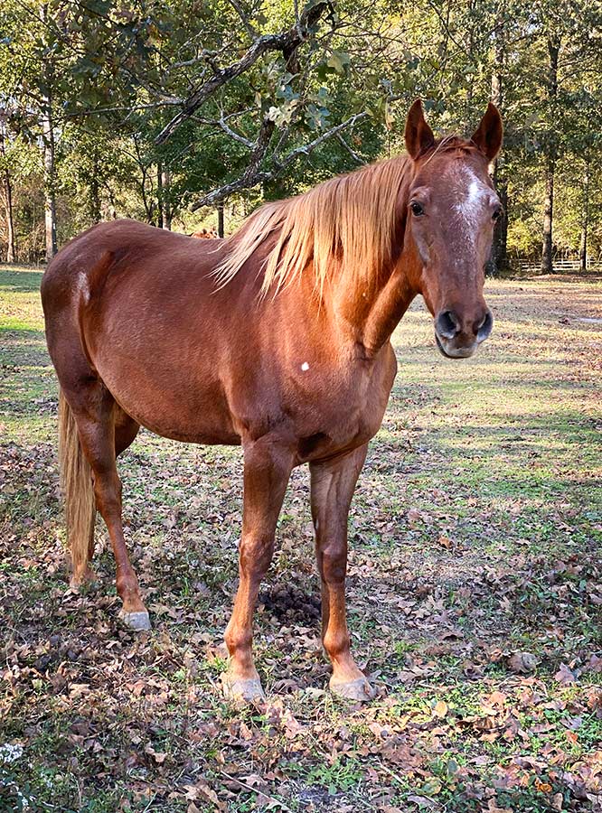 Solomon in 2020, standing in the pasture. He has regained the weight and muscle tone, and looks like a proper horse again. H.O.P.E. Acres Rescue