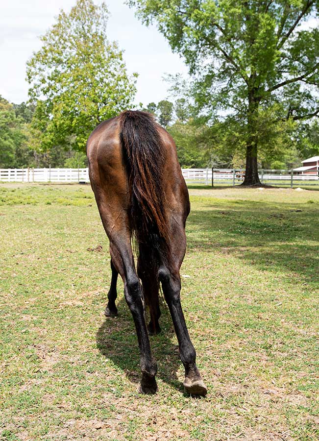 A view of Stormy standing from behind, which shows that she still has a significant leftward lean in spite of her two EPM treatments..