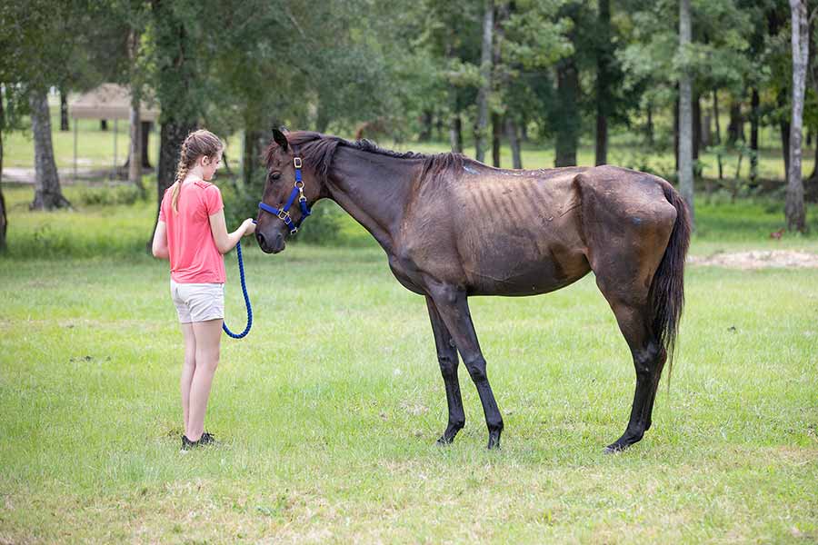 A young volunteer stands with Stormy, a dark bay mare, in the pasture. Stormy  is very thin, with visible ribs and protruding hipbones. She has several wounds across her topline, flanks, and hindquarters.