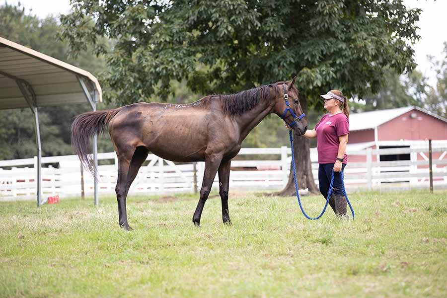 Tracey stands with Stormy, a dark bay mare, in the pasture. Stormy  is very thin, with visible ribs and protruding hipbones. She has several wounds across her topline, flanks, and hindquarters.