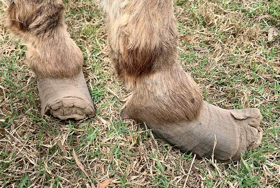 Close up of Xander's hooves, which are so overgrown they look like elf shoes.